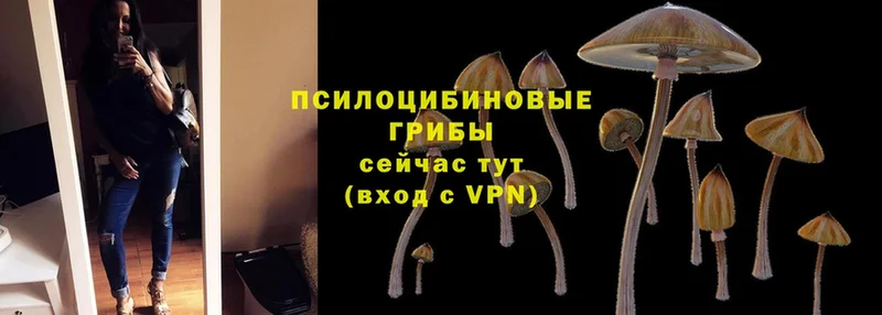 блэк спрут сайт  Западная Двина  Галлюциногенные грибы Cubensis 