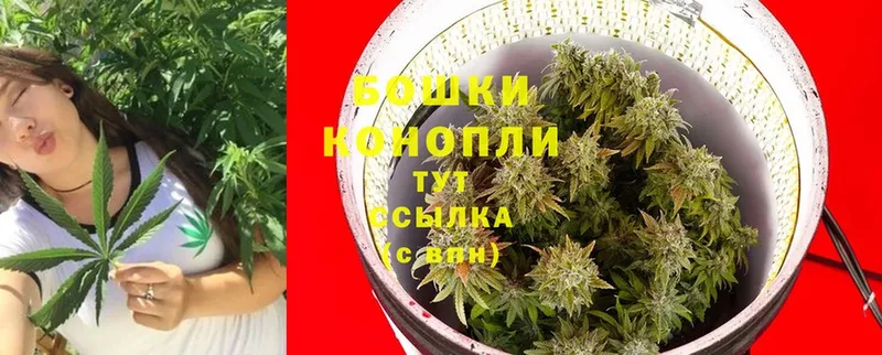 Бошки марихуана OG Kush  Западная Двина 